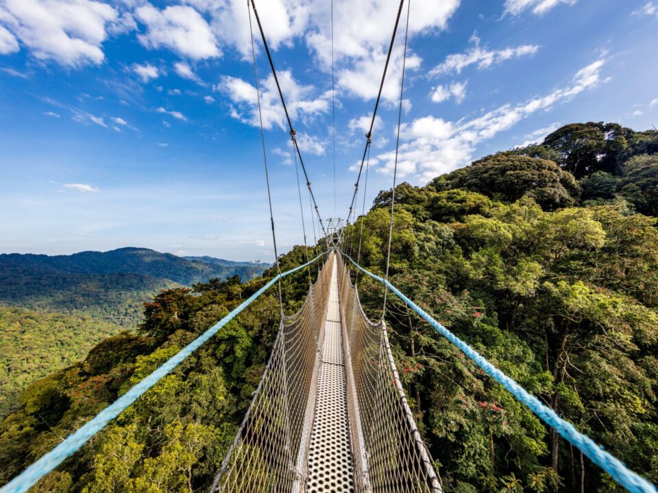 Complete guide to Nyungwe Forest National Park Rwanda 2026 — chimpanzees, canopy walkway, colobus monkeys, hiking, permits & lodges. Go Safaris Africa.