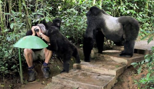 Go Gorilla Habituation in Uganda’s Bwindi Forest with Go Safaris Africa – enjoy a 4-hour encounter with wild gorillas and support conservation efforts.Gorilla Tours & Safari Uganda
