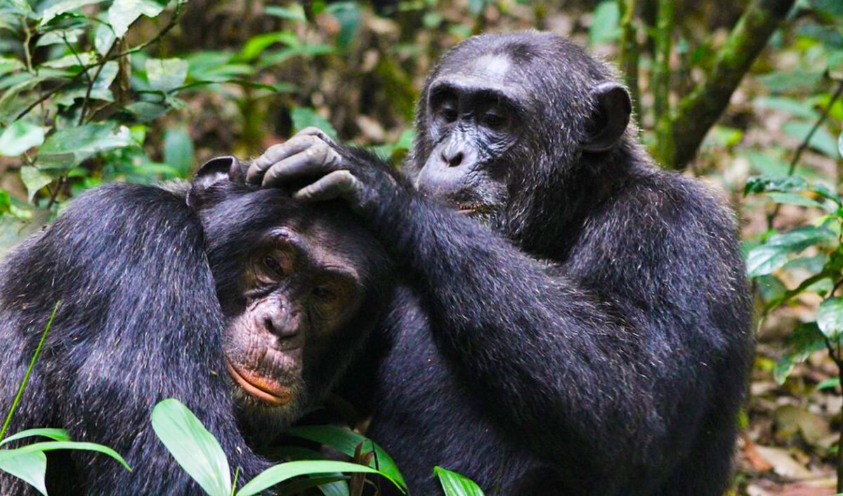 Uganda gorilla permit to ensuring you’re matched with the right gorilla family based on your fitness level and interests. With Go Safaris Africa, your gorilla trekking in Uganda experience is personalized and professionally managed.