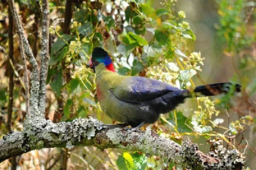 A birdwatcher spotting rare Albertine Rift endemic birds in Nyungwe National Park.