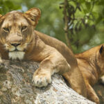 Beyond gorilla trekking, Uganda offers a wealth of wildlife adventures. Extend your journey with visits to Queen Elizabeth National Park, renowned for its tree-climbing lions,Explore Gorilla Tours & Safari Uganda with Go Safaris Africa.