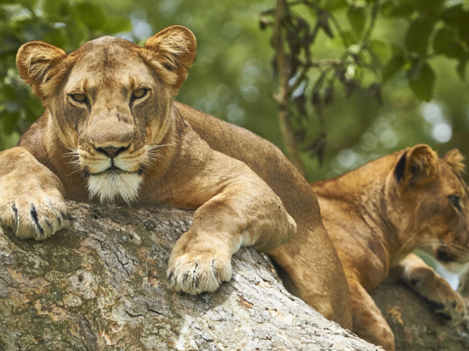 Beyond gorilla trekking, Uganda offers a wealth of wildlife adventures. Extend your journey with visits to Queen Elizabeth National Park, renowned for its tree-climbing lions,Explore Gorilla Tours & Safari Uganda with Go Safaris Africa.