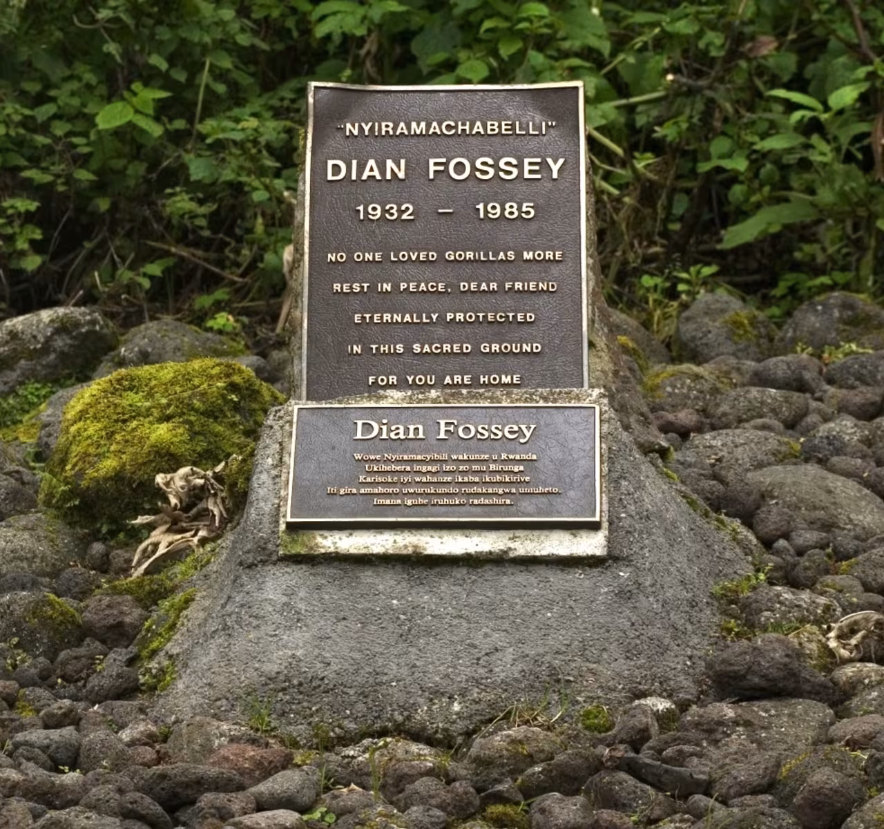 Today, visitors to Volcanoes National Park can hike to the site of the former Karisoke Research Center, where Dian Fossey’s grave lies beside her beloved gorillas.