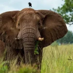 Complete guide to Akagera National Park Rwanda 2026 — Big Five game drives, boat safaris, wildlife, lodges, permits & how to get there. Go Safaris Africa.