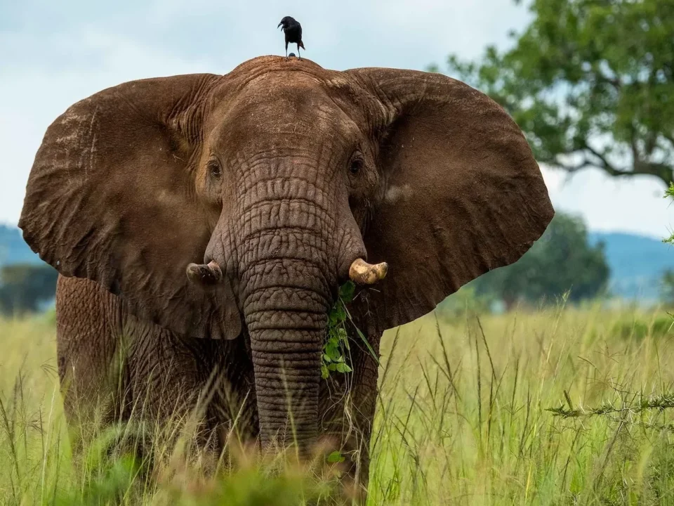 Complete guide to Akagera National Park Rwanda 2026 — Big Five game drives, boat safaris, wildlife, lodges, permits & how to get there. Go Safaris Africa.