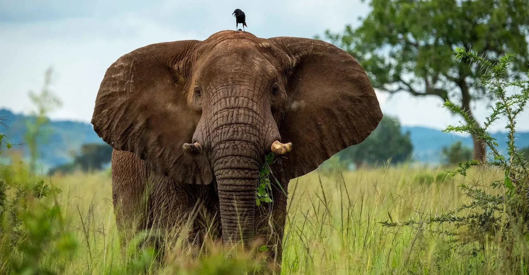 Complete guide to Akagera National Park Rwanda 2026 — Big Five game drives, boat safaris, wildlife, lodges, permits & how to get there. Go Safaris Africa.