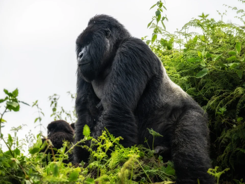 Is Gorilla Trekking Worth It in 2026? Honest Expert Answer | Go Safaris Africa