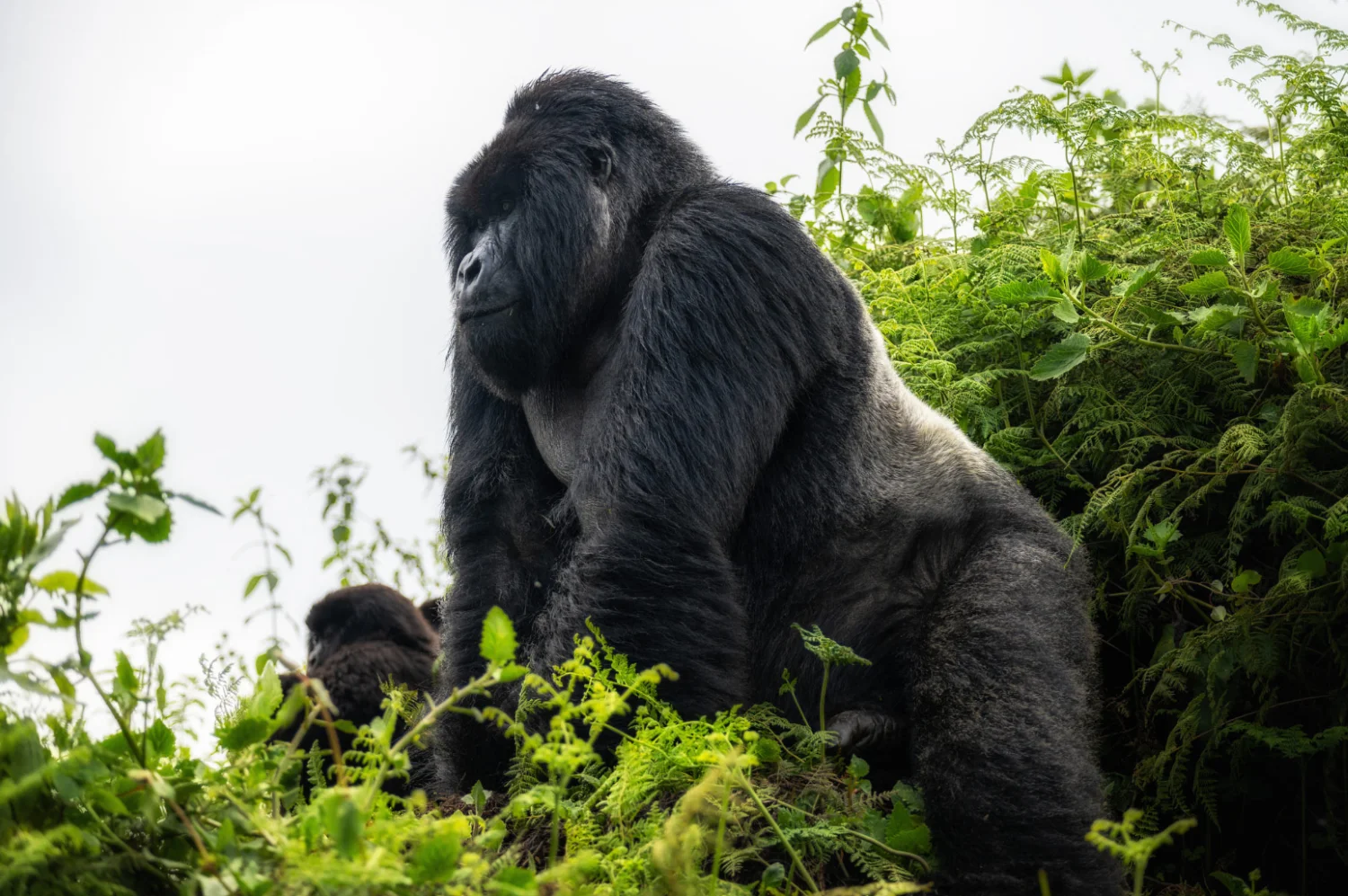 Is Gorilla Trekking Worth It in 2026? Honest Expert Answer | Go Safaris Africa