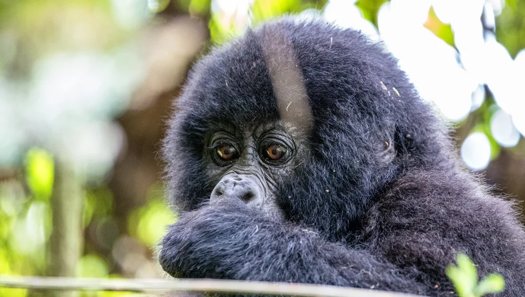 Go Safaris Africa for an unforgettable Uganda Gorilla Tour. Trek mountain gorillas in Bwindi or Mgahinga. Book your Uganda gorilla safari today!