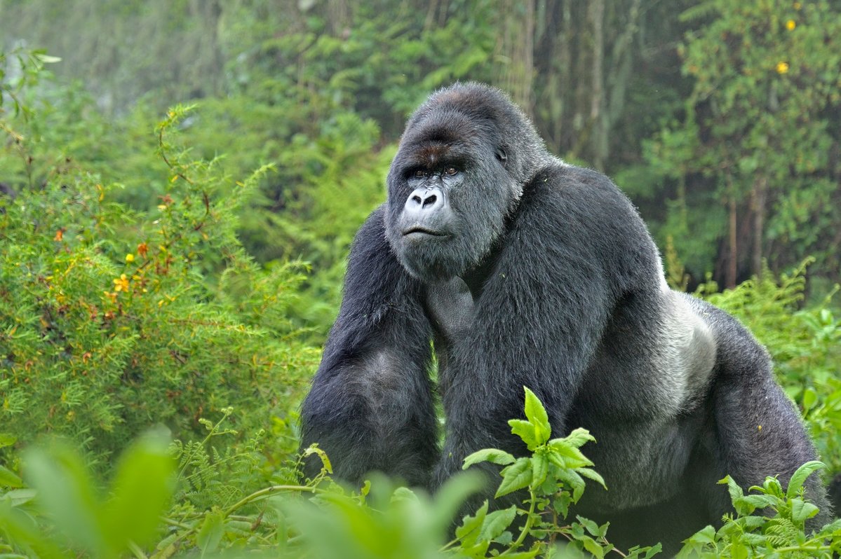 Silverback gorillas are gentle giants who embody strength, leadership, and resilience. From their incredible size and strength to their vital role in gorilla families, they are a living treasure of Africa’s mountain forests.