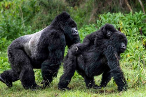 As visitors prepare for thrilling gorilla trekking adventures in Rwanda, Uganda, or the Democratic Republic of Congo, one of the most frequently asked questions is: How much does a mountain gorilla weigh?
