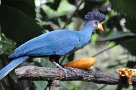Bird lovers will also be thrilled with a visit to Kibale National Park, which boasts over 375 bird species