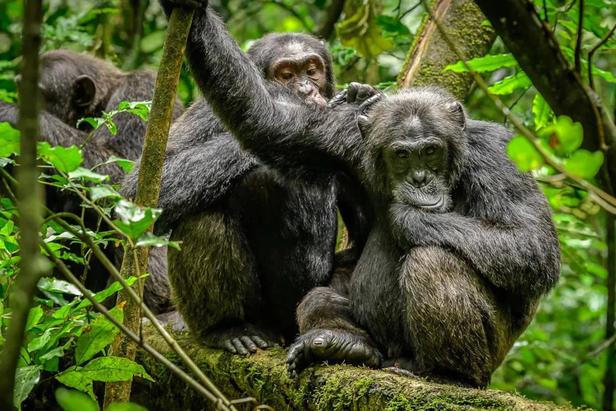 Explore Kibale National Park in Uganda, the primate capital of the world. Go chimpanzee trekking, spot rare monkeys, and experience rich rainforest biodiversity.