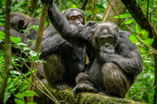 Complete guide to chimpanzee trekking Kibale Forest 2026 — permits, costs, what to expect, best time, lodges & how to combine with gorilla trekking. Go Safaris Africa.