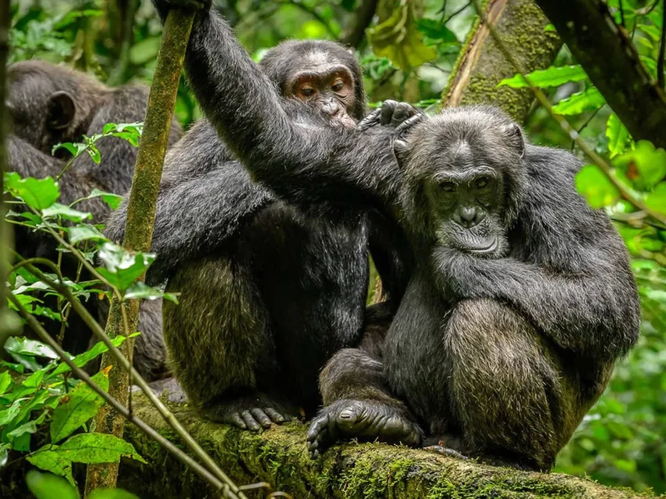 Complete guide to chimpanzee trekking Kibale Forest 2026 — permits, costs, what to expect, best time, lodges & how to combine with gorilla trekking. Go Safaris Africa.