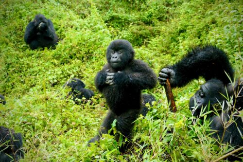Complete Rwanda safari guide 2026 — gorilla trekking Volcanoes NP, Big Five Akagera, Nyungwe Forest, Lake Kivu and Kigali. Tailor-made packages by Go Safaris Africa. 