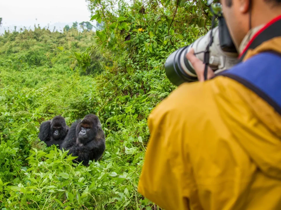 How much does gorilla trekking cost in 2026? From permits to full packages — complete cost breakdown for Rwanda and Uganda. Plan your budget with Go Safaris Africa.