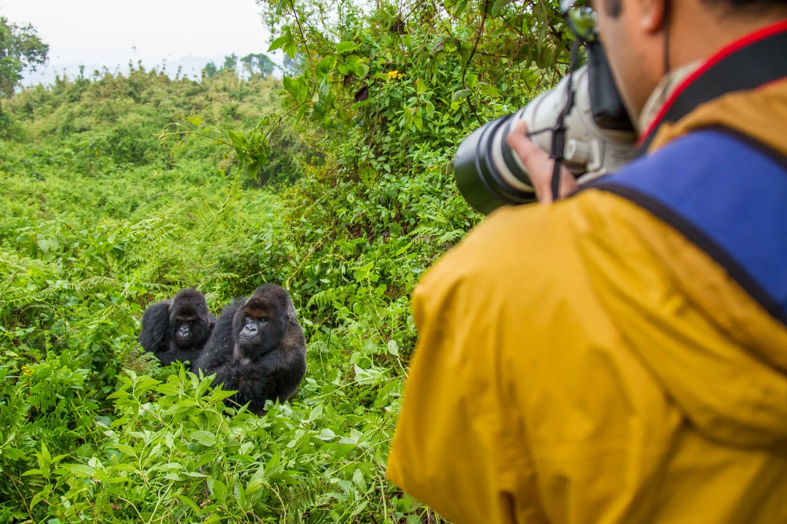 How much does gorilla trekking cost in 2026? From permits to full packages — complete cost breakdown for Rwanda and Uganda. Plan your budget with Go Safaris Africa.
