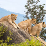 Complete 10-day Uganda safari itinerary 2026 — gorilla trekking Bwindi, chimpanzees Kibale, Queen Elizabeth National Park, and more. Day by day guide with costs. Go Safaris Africa.