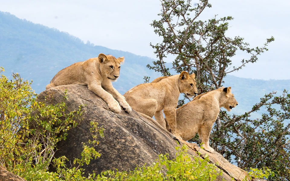 Complete 10-day Uganda safari itinerary 2026 — gorilla trekking Bwindi, chimpanzees Kibale, Queen Elizabeth National Park, and more. Day by day guide with costs. Go Safaris Africa.