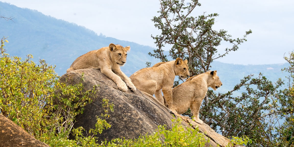 Go Safaris Africa — Kigali-based gorilla trekking and East Africa safari specialists. Expert-guided gorilla treks in Rwanda and Uganda, Big Five game drives, and tailor-made safari packages. Book your adventure today.