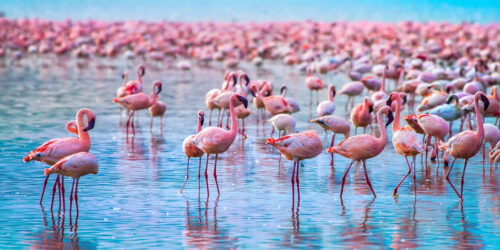 Complete Kenya safari guide 2026 — Maasai Mara Great Migration, Amboseli elephants, Lake Nakuru rhinos, Samburu and more. Tailor-made Kenya safari packages by Go Safaris Africa.