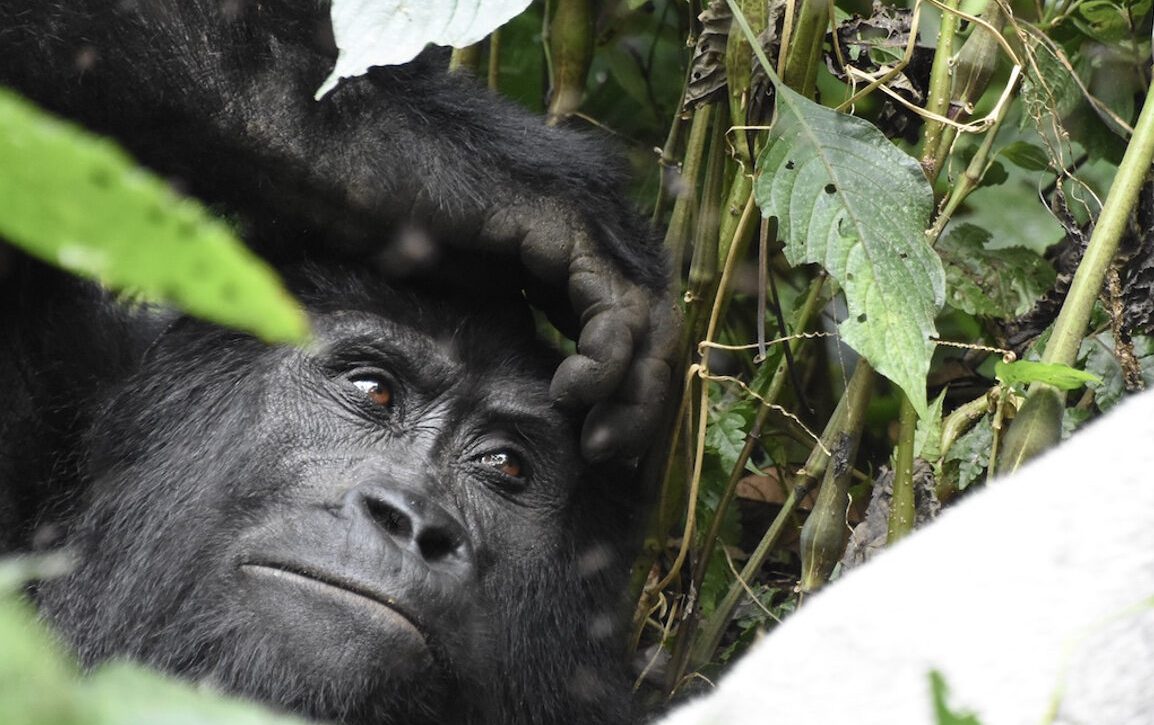 Explore Volcanoes National Park with gorilla trekking, golden monkeys & hiking tours. Book Rwanda safaris with Go Safaris Africa. Tailor-made tours available.
