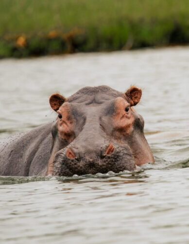 Go Safaris Africa — Kigali-based gorilla trekking and East Africa safari specialists. Expert-guided gorilla treks in Rwanda and Uganda, Big Five game drives, and tailor-made safari packages. Book your adventure today.