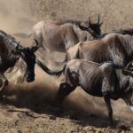 Complete guide to Serengeti National Park 2026 — Great Migration, best camps, game drives, when to go, costs and how to get there. Expert guide by Go Safaris Africa.