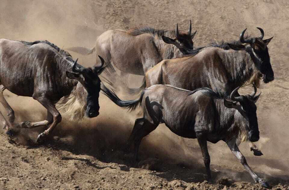 Complete guide to Serengeti National Park 2026 — Great Migration, best camps, game drives, when to go, costs and how to get there. Expert guide by Go Safaris Africa.