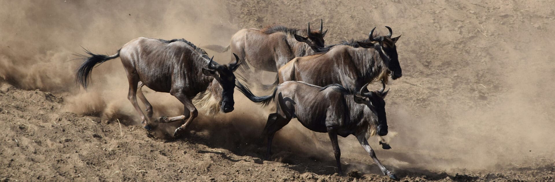 Complete guide to Serengeti National Park 2026 — Great Migration, best camps, game drives, when to go, costs and how to get there. Expert guide by Go Safaris Africa.