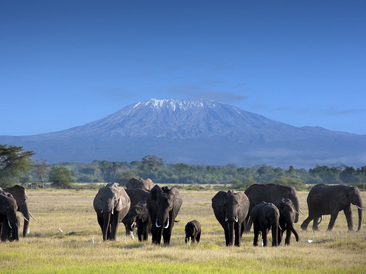 Amboseli, set against the backdrop of Mount Kilimanjaro, is renowned for its vast herds of elephants and breathtaking scenery in Kenya