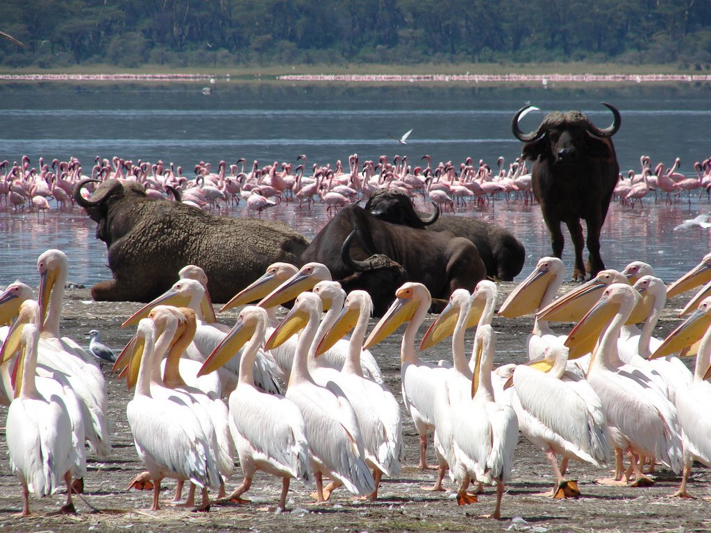 Nestled amidst acacia woodlands, Lake Nakuru serves as a sanctuary for bird enthusiasts and Kenya rhino conservationists alike. This picturesque lake welcomes thousands of flamingos during the warmer months, along with majestic white and black rhinos and elusive leopards.