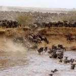 Complete guide to the Great Migration Serengeti 2026 — when it happens, where to go each month, best camps, and how to book. Expert advice by Go Safaris Africa.Kenya safari