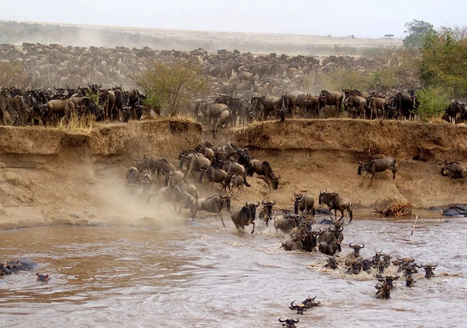 Complete guide to the Great Migration Serengeti 2026 — when it happens, where to go each month, best camps, and how to book. Expert advice by Go Safaris Africa.Kenya safari
