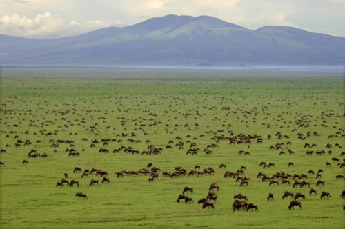 Complete Tanzania safari guide 2026 — Serengeti Great Migration, Ngorongoro Crater, Zanzibar, Kilimanjaro and more. Tailor-made Tanzania safari packages by Go Safaris Africa.