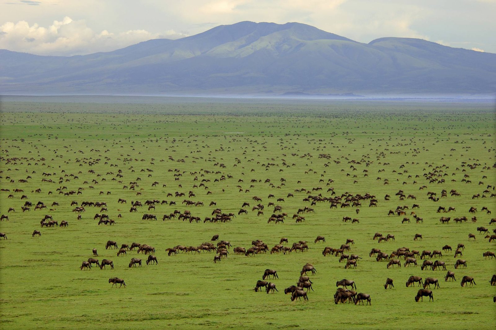 World-renowned for the Great Wildebeest Migration, the Serengeti National Parkis one of Africa’s most iconic safari destinations.