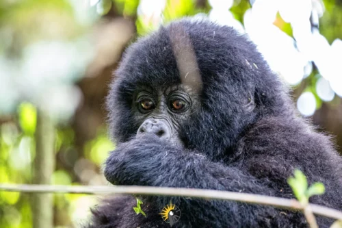 Everything you need to know about Bwindi Impenetrable Forest — gorilla trekking, permits, sectors, lodges, wildlife, and how to get there. Expert guide by Go Safaris Africa.