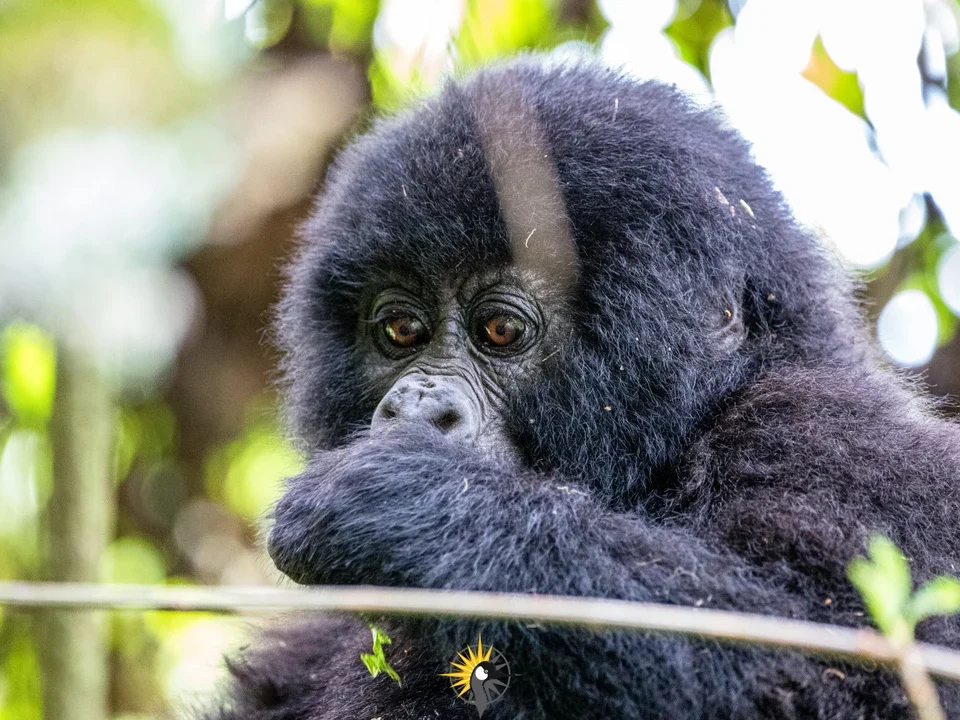 Everything you need to know about Bwindi Impenetrable Forest — gorilla trekking, permits, sectors, lodges, wildlife, and how to get there. Expert guide by Go Safaris Africa.