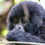 Everything you need to know about booking a Uganda gorilla permit in 2026 — cost, how to book, best sectors, cancellation policy, and tips. Expert guide by Go Safaris Africa.