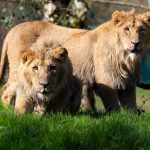 Complete guide to Ngorongoro Crater 2026 — wildlife, game drives, best lodges, when to go, costs and how to get there. One of Africa's greatest natural wonders. Go Safaris Africa.