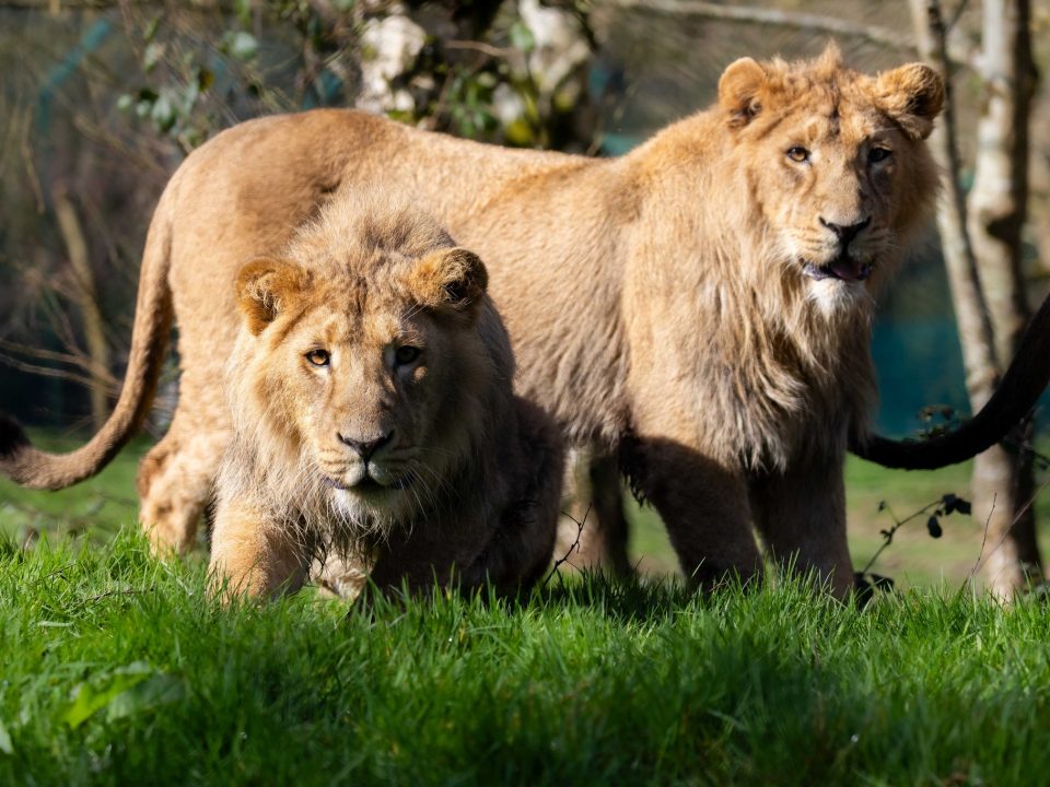 Complete guide to Ngorongoro Crater 2026 — wildlife, game drives, best lodges, when to go, costs and how to get there. One of Africa's greatest natural wonders. Go Safaris Africa.
