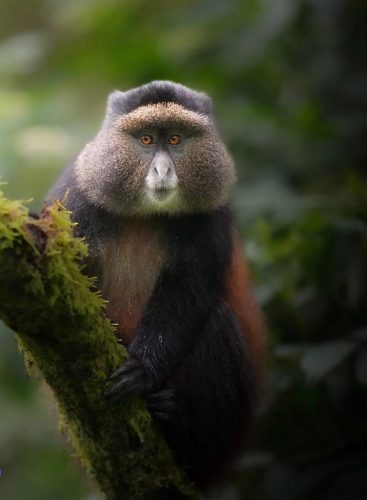 Complete guide to golden monkey trekking Rwanda 2026 — permits, costs, what to expect, best time, Volcanoes National Park and how to combine with gorilla trekking. Go Safaris Africa.