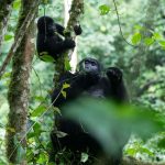 Complete budget safari East Africa guide 2026 — affordable gorilla trekking, wildlife safaris, best value destinations, money-saving tips and itineraries. Go Safaris Africa.