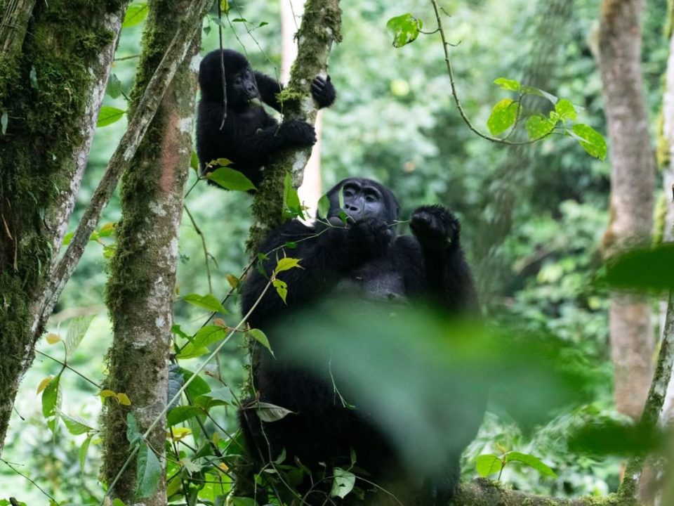 Complete budget safari East Africa guide 2026 — affordable gorilla trekking, wildlife safaris, best value destinations, money-saving tips and itineraries. Go Safaris Africa.