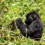 Complete Uganda travel guide 2026 — visa, safety, best time to visit, top attractions, gorilla trekking, transport, money, health and where to stay. Go Safaris Africa.