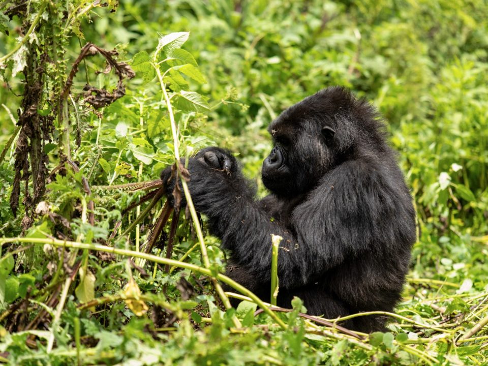 Complete Uganda travel guide 2026 — visa, safety, best time to visit, top attractions, gorilla trekking, transport, money, health and where to stay. Go Safaris Africa.