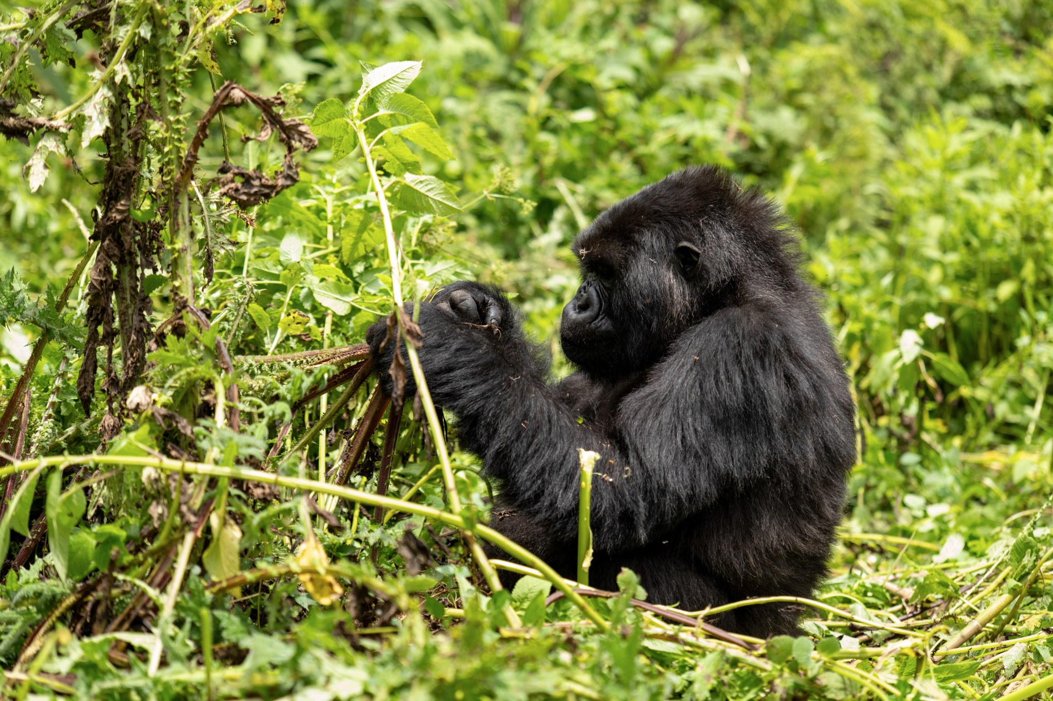 Complete Uganda travel guide 2026 — visa, safety, best time to visit, top attractions, gorilla trekking, transport, money, health and where to stay. Go Safaris Africa.