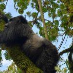 Complete guide to solo gorilla trekking Rwanda 2026 — permits, safety, costs, best lodges, meeting other travellers & solo itineraries. Go Safaris Africa.