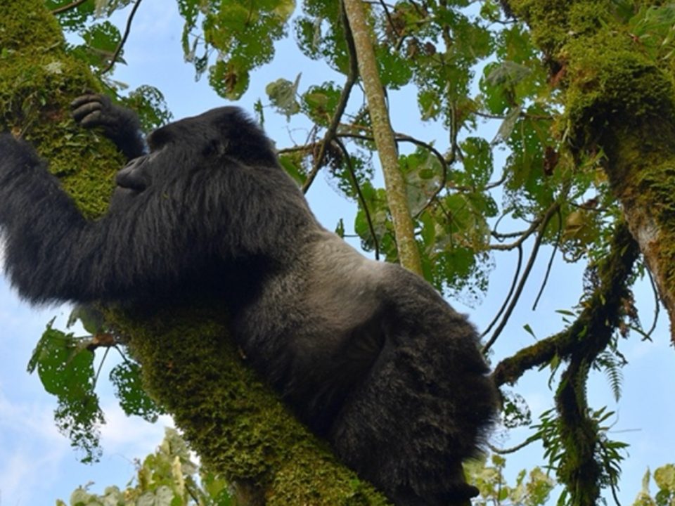 Complete guide to solo gorilla trekking Rwanda 2026 — permits, safety, costs, best lodges, meeting other travellers & solo itineraries. Go Safaris Africa.
